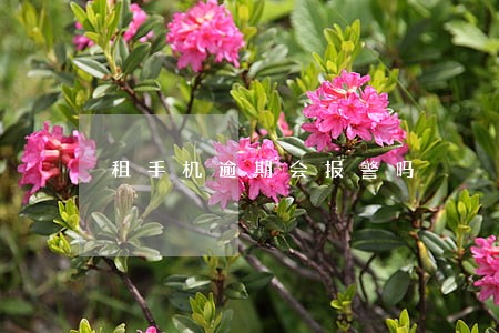 租手机逾期会报警吗 租手机逾期会报警吗