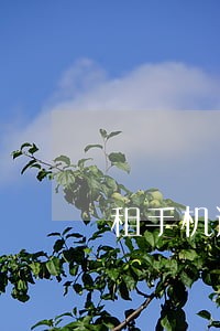 租手机逾期起诉会怎么样 租手机逾期起诉会怎么样