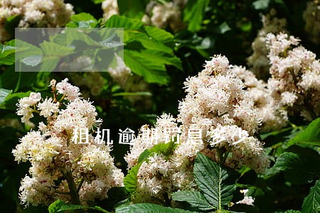 租机逾期罚息多少 租机逾期罚息多少
