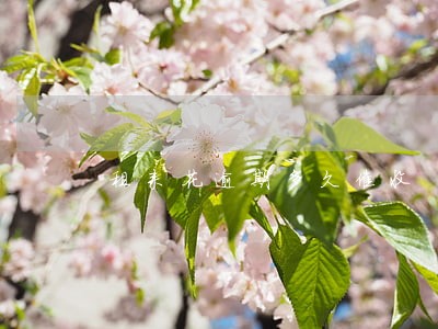 租来花逾期多久催收 租来花逾期多久催收