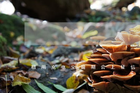 租用充电宝逾期会上征信吗