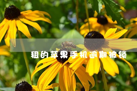 租的苹果手机逾期被锁 租的苹果手机逾期被锁