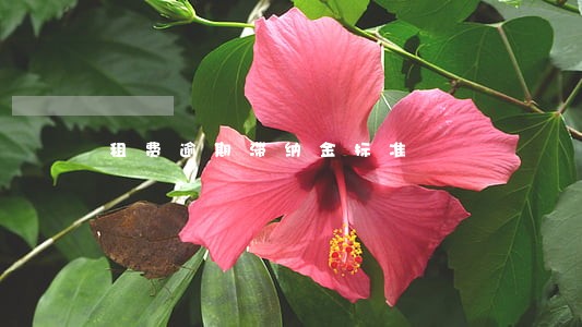租费逾期滞纳金标准 租费逾期滞纳金标准