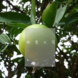 租赁公司分期买车逾期 租赁公司分期买车逾期