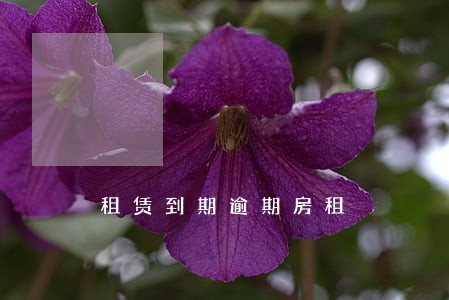 租赁到期逾期房租 租赁到期逾期房租