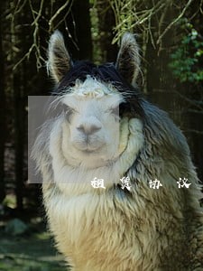 租赁协议逾期未缴纳租金 租赁协议逾期未缴纳租金