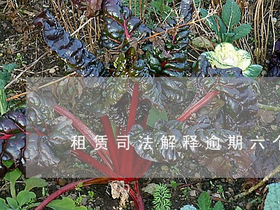 租赁司法解释逾期六个月租金 租赁司法解释逾期六个月租金