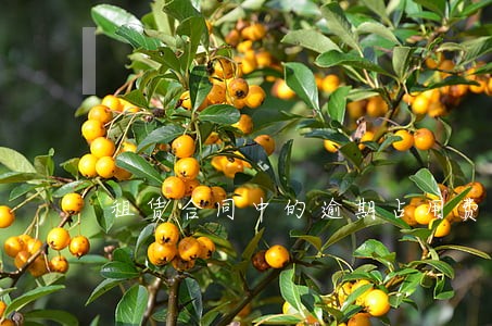 租赁合同中的逾期占用费用 租赁合同中的逾期占用费用