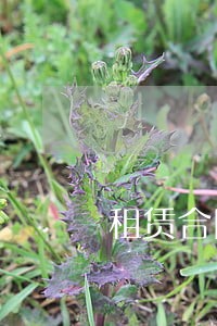 租赁合同中租金逾期 租赁合同中租金逾期