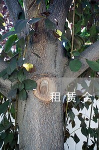 租赁合同中逾期金额滞纳金