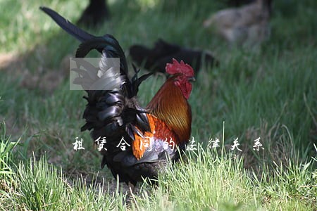 租赁合同的法律关系