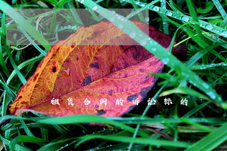 租赁合同的诉讼标的 租赁合同的诉讼标的