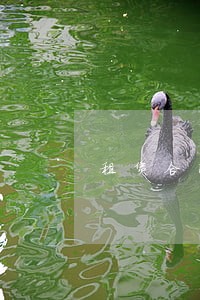 租赁合同纠纷律师函