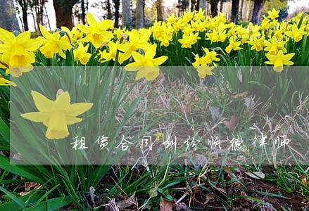 租赁合同纠纷顺德律师 租赁合同纠纷顺德律师