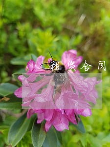 租赁合同约定逾期利息 租赁合同约定逾期利息