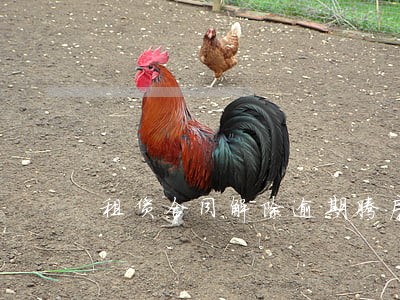 租赁合同解除逾期腾房占用费 租赁合同解除逾期腾房占用费