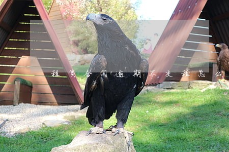 租赁合同逾期不交租怎么处理