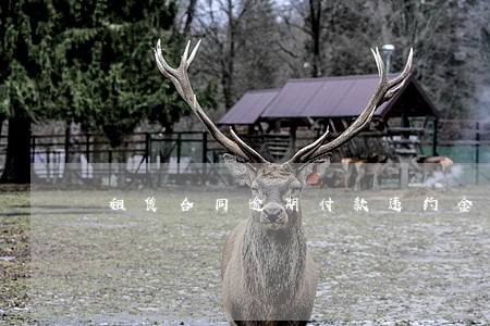租赁合同逾期付款违约金最新规定 租赁合同逾期付款违约金最新规定