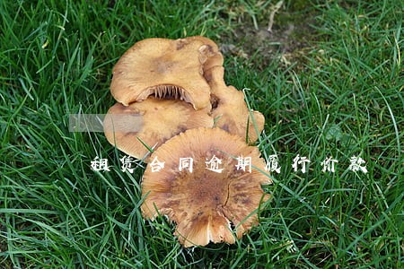 租赁合同逾期履行价款 租赁合同逾期履行价款