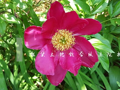 租赁土地能否被法院拍卖