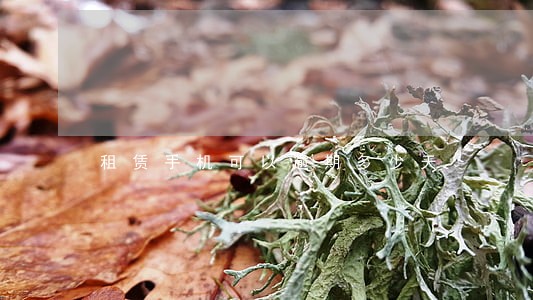 租赁手机可以逾期多少天 租赁手机可以逾期多少天