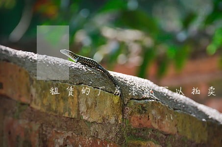 租赁的厂房法院可以拍卖吗 租赁的厂房法院可以拍卖吗