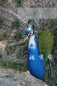 租赁货车逾期会不会影响个人征信