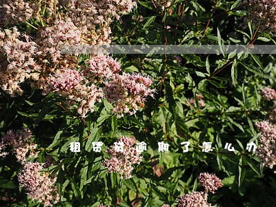 租赁贷逾期了怎么办 租赁贷逾期了怎么办