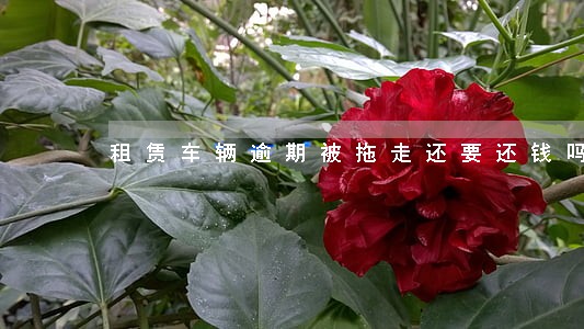 租赁车辆逾期被拖走还要还钱吗 租赁车辆逾期被拖走还要还钱吗
