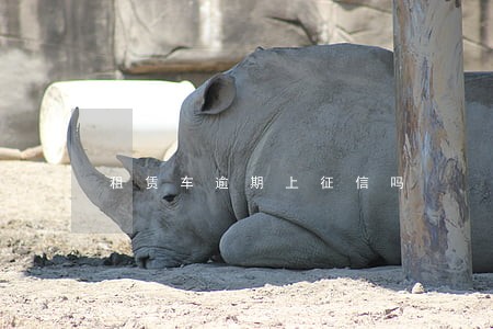 租赁车逾期上征信吗 租赁车逾期上征信吗