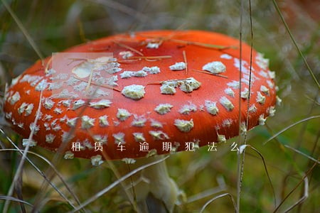租赁车逾期犯法么 租赁车逾期犯法么