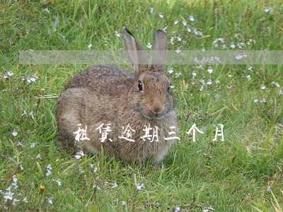 租赁逾期三个月