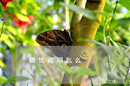 租赁逾期怎么 租赁逾期怎么