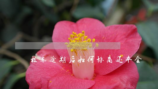 租车逾期后如何协商还本金 租车逾期后如何协商还本金