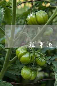 租车逾期担保人