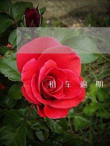 租车逾期有最大利率吗 租车逾期有最大利率吗