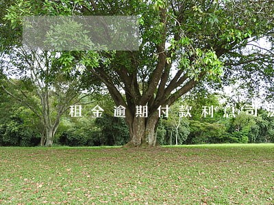 租金逾期付款利息司法解释 租金逾期付款利息司法解释