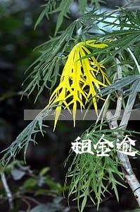租金逾期多久算违约金 租金逾期多久算违约金