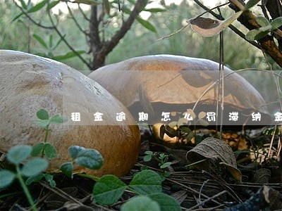 租金逾期怎么罚滞纳金 租金逾期怎么罚滞纳金