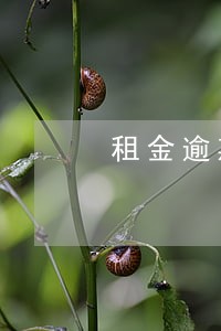 租金逾期支付法律规定 租金逾期支付法律规定