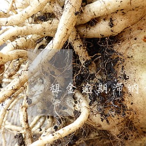 租金逾期滞纳金会计处理 租金逾期滞纳金会计处理