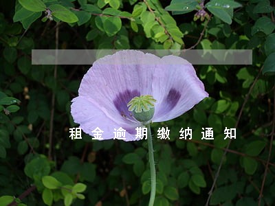租金逾期缴纳通知 租金逾期缴纳通知