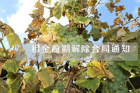 租金逾期解除合同通知 租金逾期解除合同通知