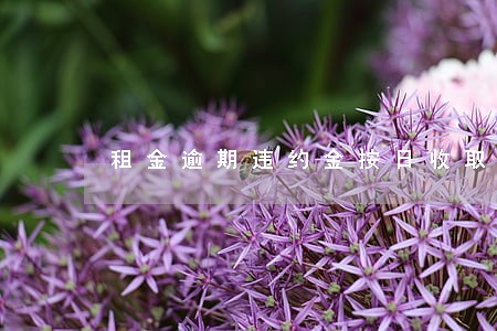 租金逾期违约金按日收取 租金逾期违约金按日收取