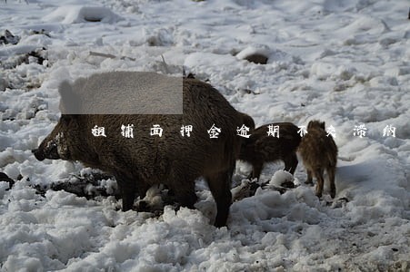 租铺面押金逾期不交滞纳金 租铺面押金逾期不交滞纳金