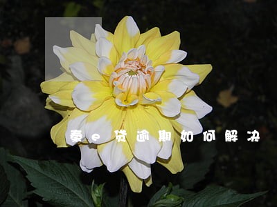 秦e贷逾期如何解决