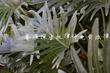 秦淮探望权律师免费法律咨询 秦淮探望权律师免费法律咨询