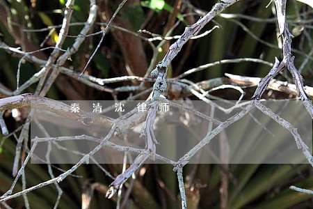 秦清沈律师 秦清沈律师