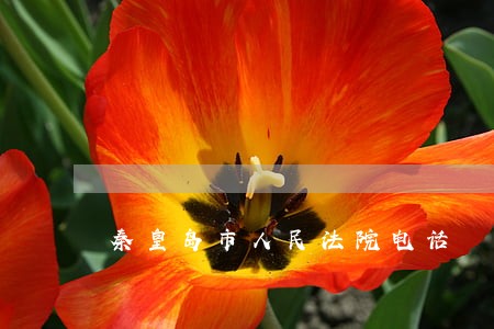 秦皇岛市人民法院电话