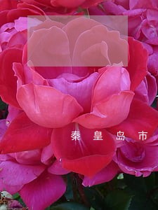 秦皇岛市连锁加盟律师业务 秦皇岛市连锁加盟律师业务